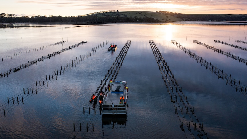 an aerial view of an oyster lease at sunset