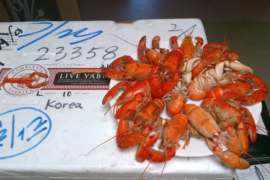 Yabbies packaged for delivery to Korea.