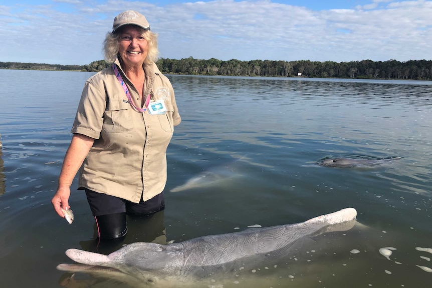 A volunteer at Tin Can Bay Dolphin Centre feeding a dolphin