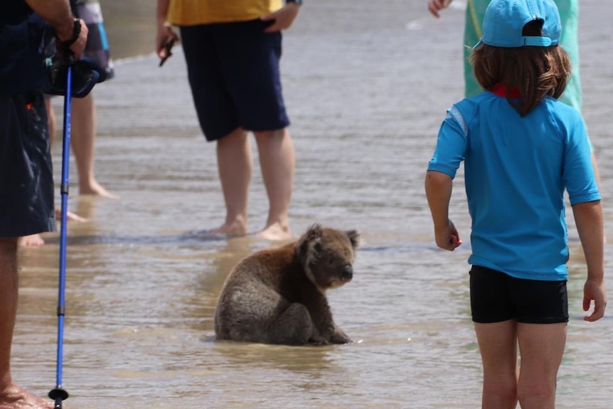 A koala sitting in the ocean