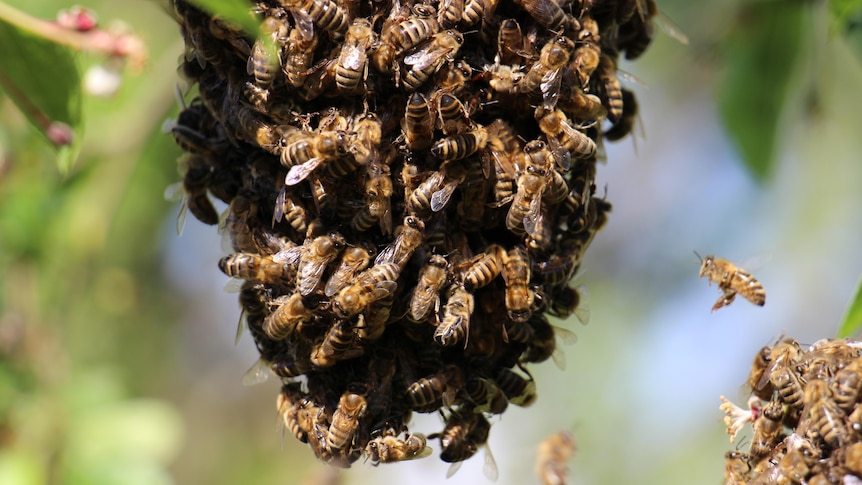 Bees swarm on a green plant.