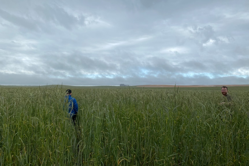 Two white men in t-shirts are dwarfed by tall green rye crops on Mr Blacksell's farm.