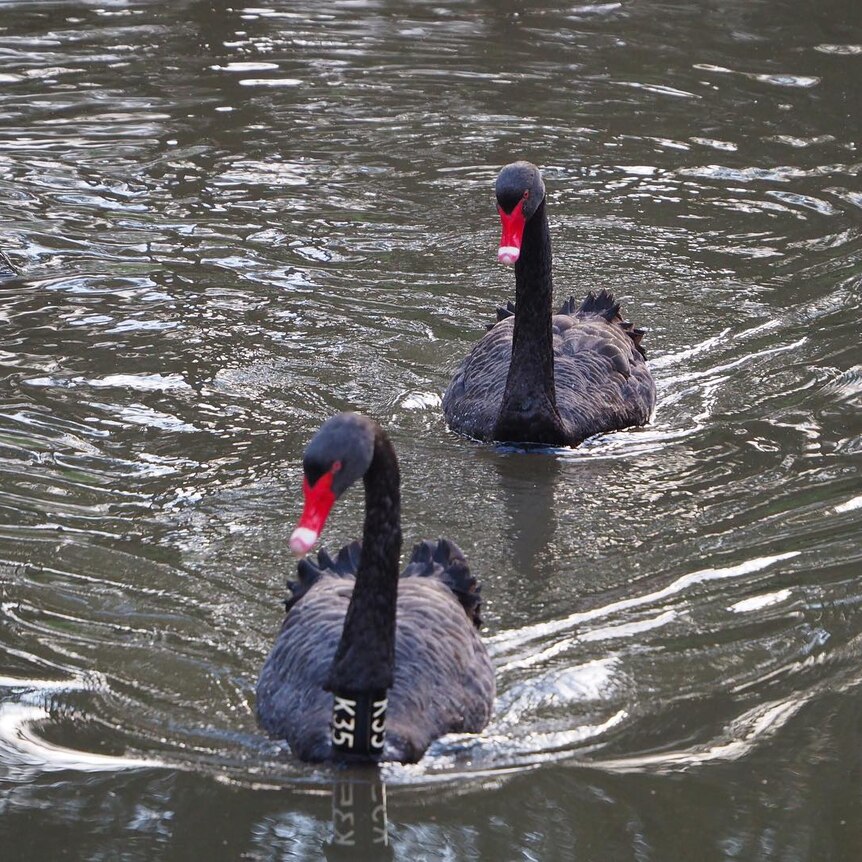 Two black swans swimming in a lake