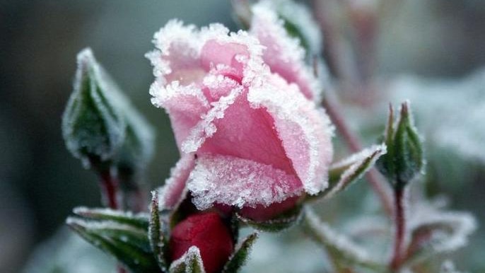 Frost icicles cover a rose at Beechworth, north east of Melbourne, on June 10, 2009.