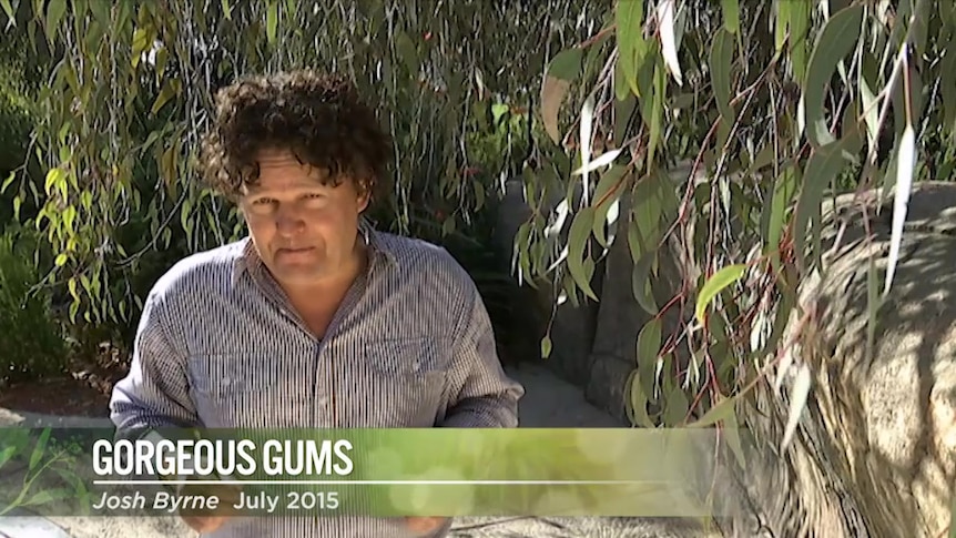 Gardening Australia's Josh Byrne standing near a gum tree