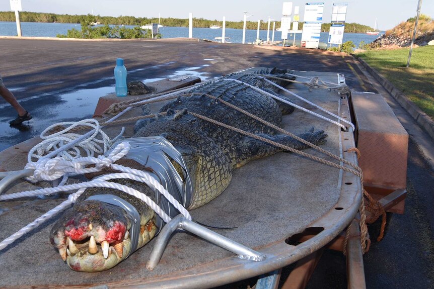 Crocodile tied down on flat-bed trailer