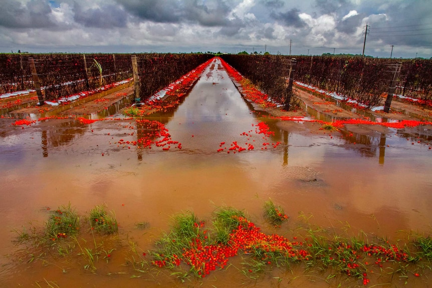 Tomatoes float in floodwaters