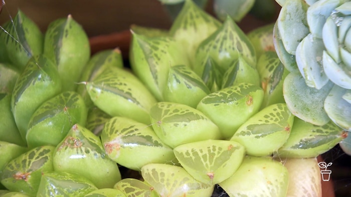 Close up image of succulent plant in a pot