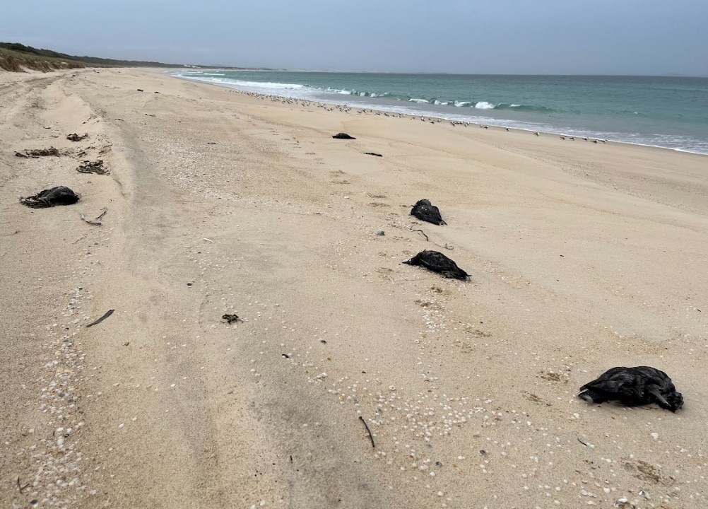 dead birds on a beach