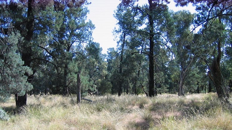 The NRC has released a draft report on managing the Brigalow and Nandewar State Conservation Areas. (file photograph)