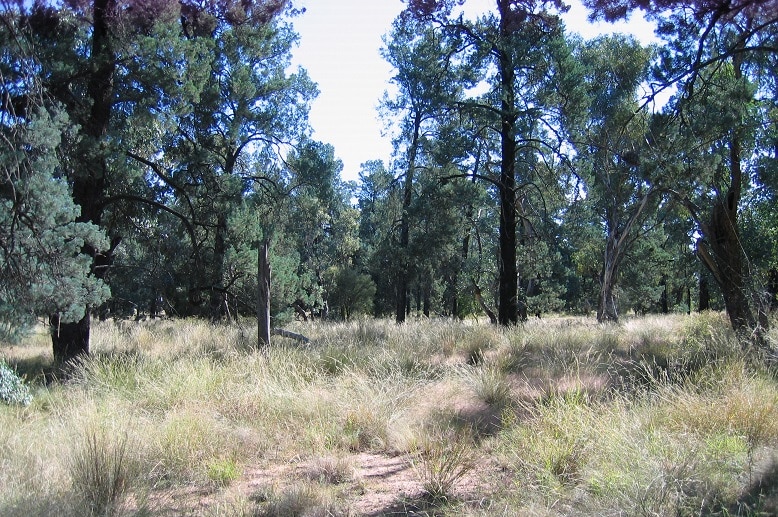 An example of cypress forest.