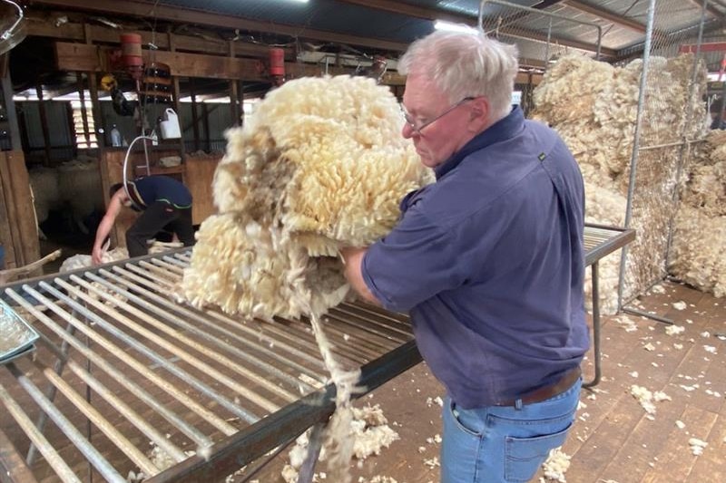 Photo of sheared sheep
