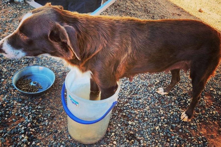 Floss with her feet in a bucket of water