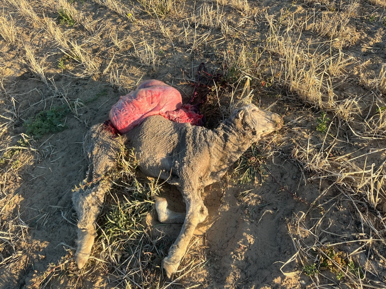 A dead lamb lies next to its own innards in a paddock.