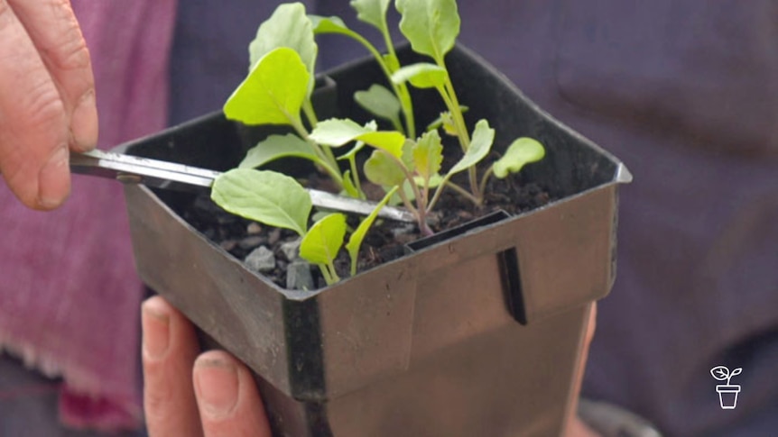 Scissors cutting seedlings in a pot