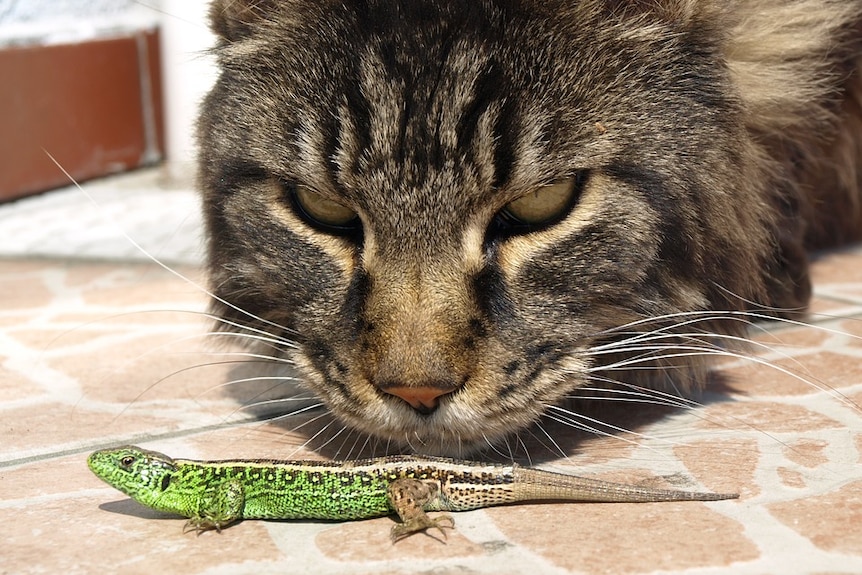 A cat looks longingly at a lizard.