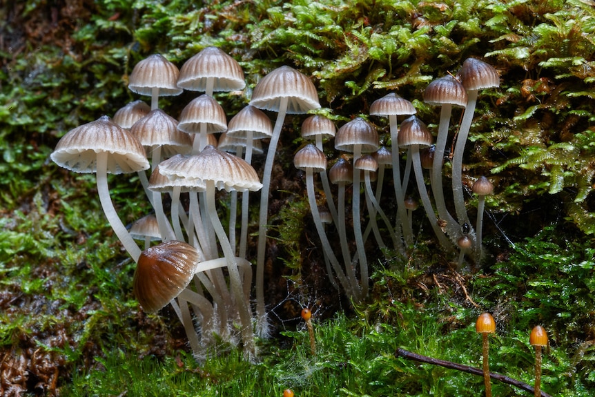 A crop of fungi in a Tasmanian forest