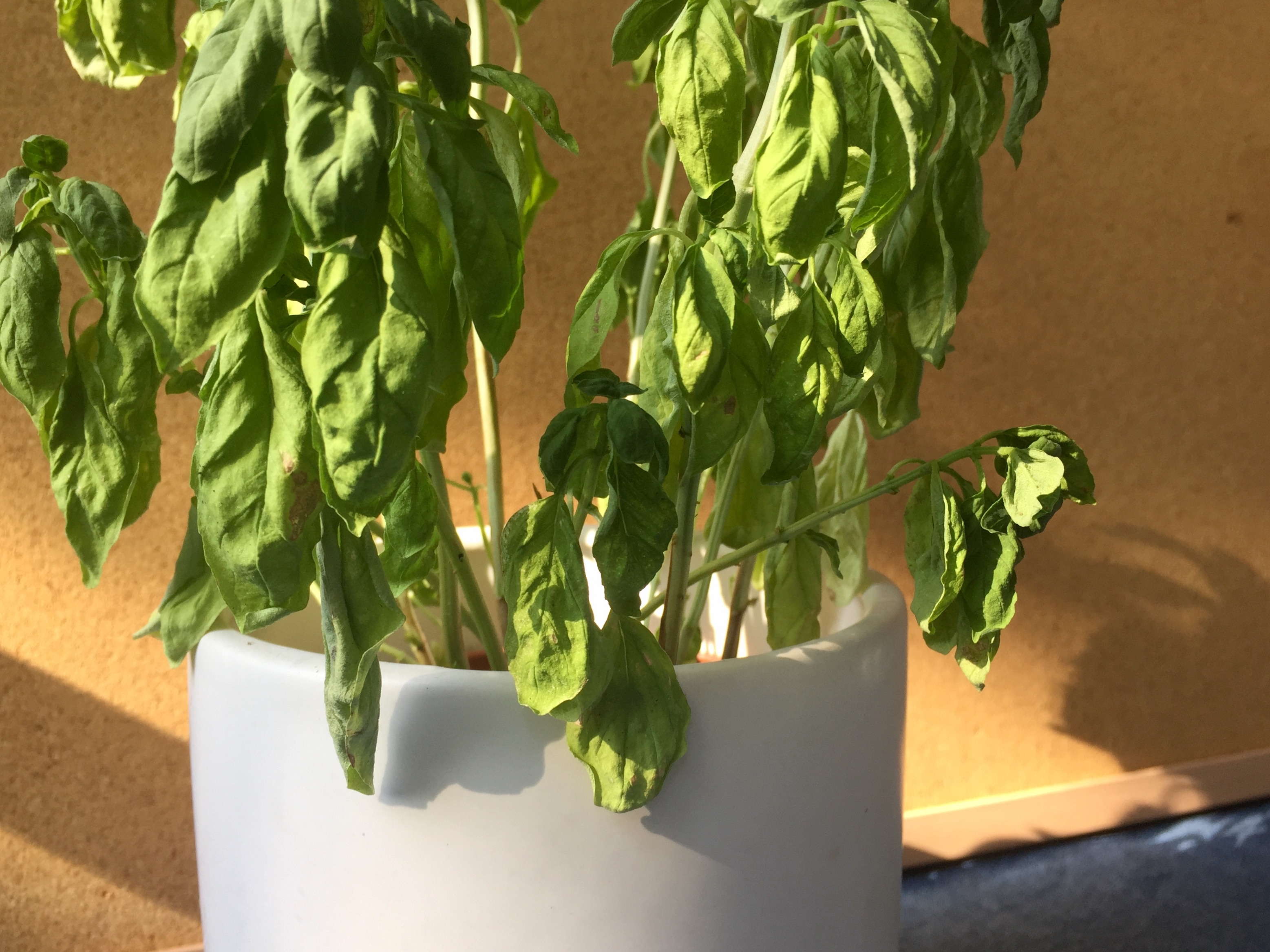 Basil plant in white pot with very droopy leaves.