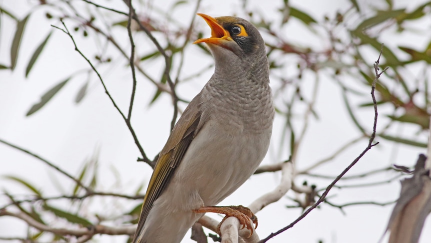 A grey bird with an orange beak