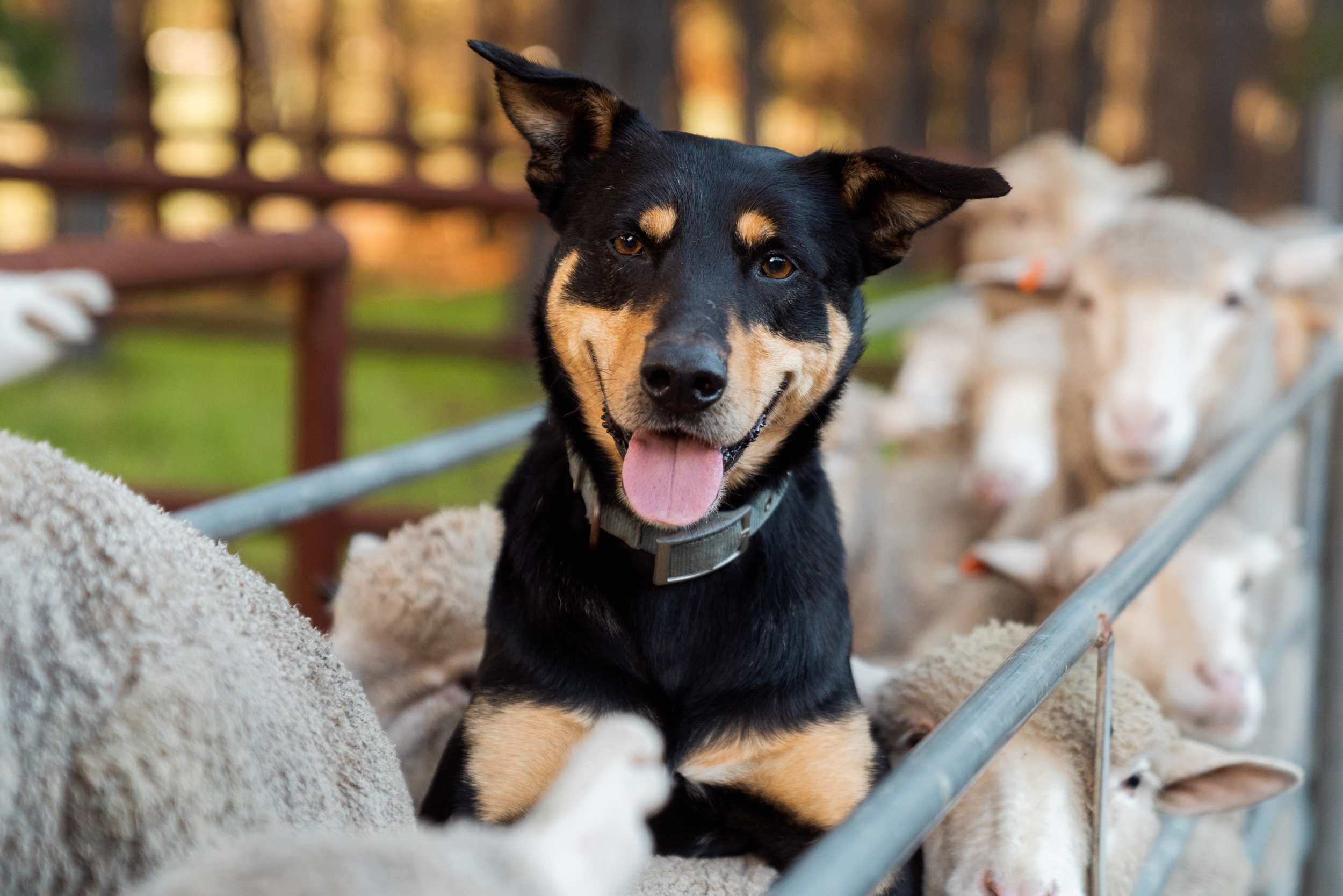 Close up of a kelpie dog