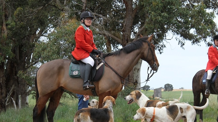 A woman in red jacket and hard hat on horseback, with foxhounds at the horse's feet.