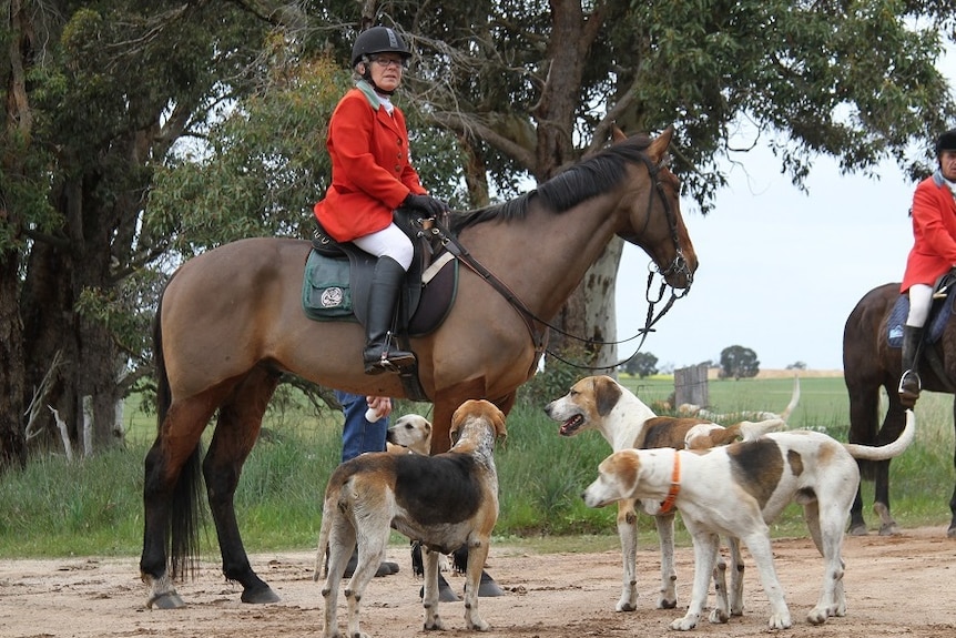 A woman in red jacket and hard hat on horseback, with foxhounds at the horse's feet.