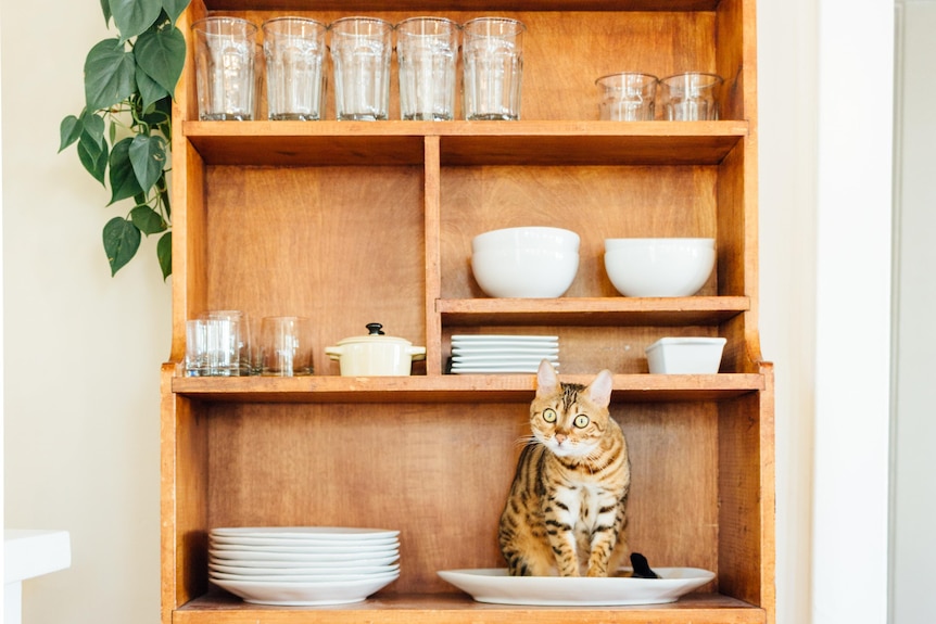 A cabinet with crockery and glassware and a cat sitting on a plate.