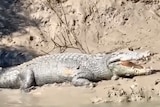 a crocodile lies on a muddy bank