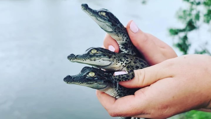 a person holding three baby saltwater crocs.
