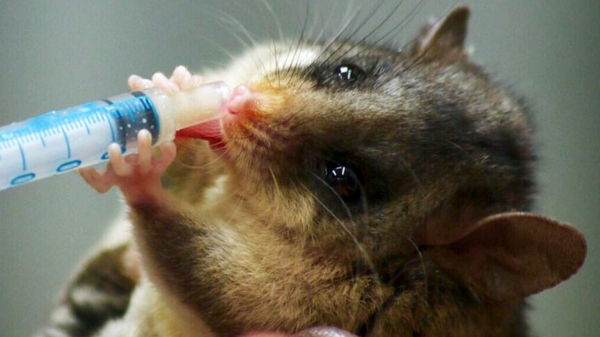 Close up of a mountain pygmy-possum being fed from a syringe.