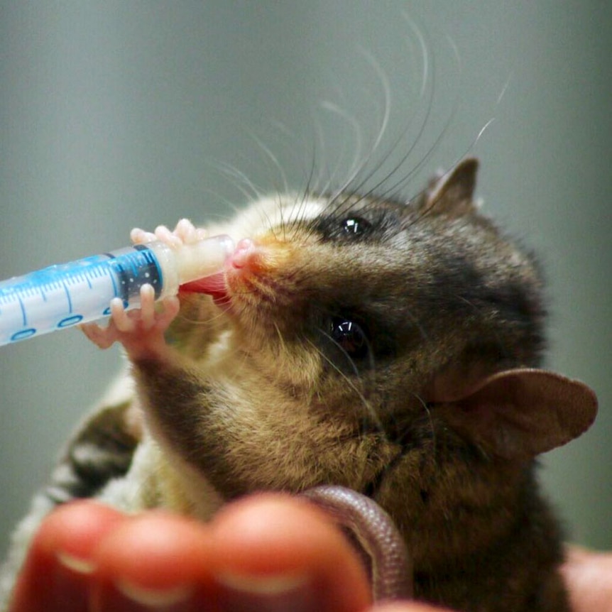 Close up of a mountain pygmy-possum being fed from a syringe.