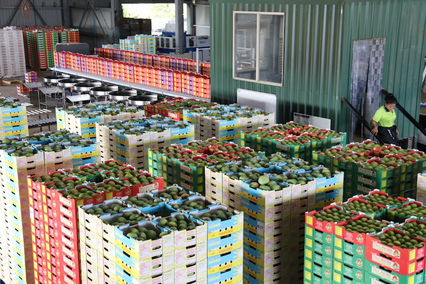 Trays of mangoes stacked up in the packing shed at Tou's Garden.