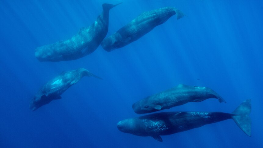 A group of sperm whales swim closely underwater together.