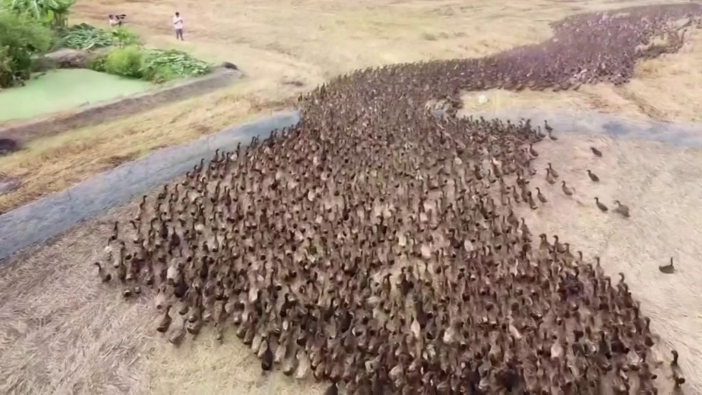10,000 ducks flock towards rice paddies to clean pests - ABC News