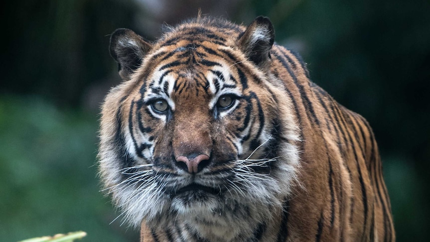 Adelaide Zoo's Sumatran tiger Tuan.