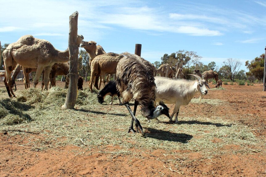 An emu, goats and camels share feed in a red dusty paddock.