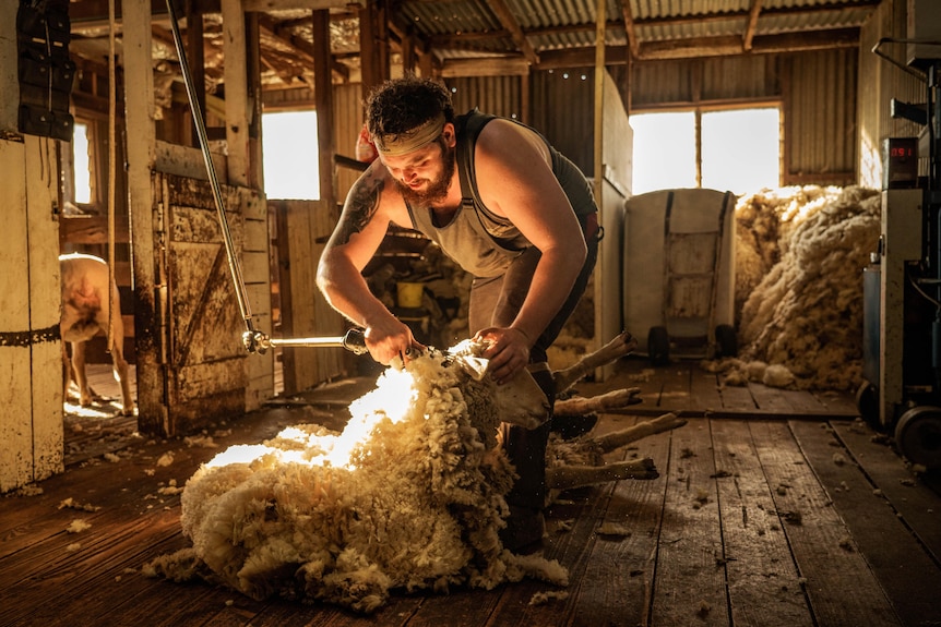 Shearer shearing