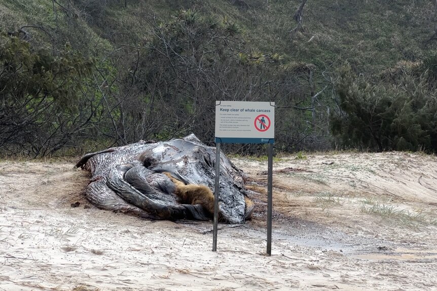 A whale carcass on a beach with a sign in front of it