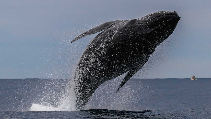 whale breaching