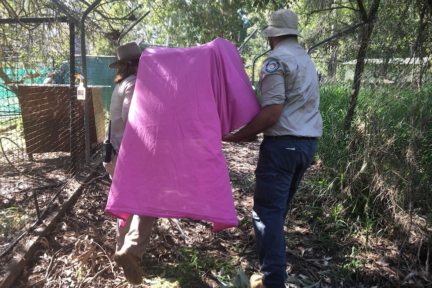 Two uniformed wildlife officers carrying a crate through the bush covered in a pink sheet.