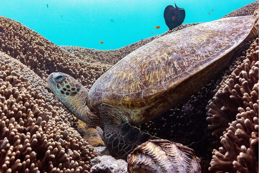 A sea turtle rests on a bed of brown coral with fish of varying sizes swimming in the background.