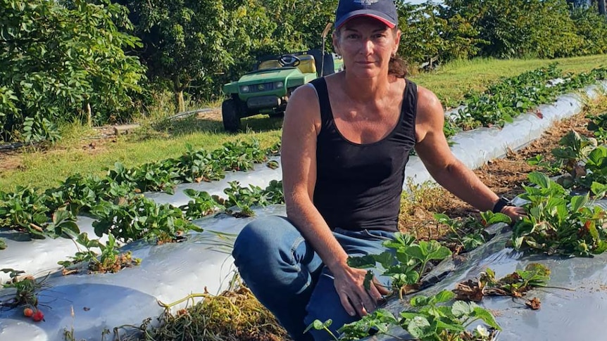 A woman crouching down next to a damaged strawberry crop. 