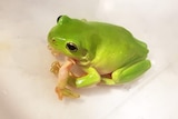 A green tree frog which has an extra leg growing from its chest sits inside a plastic box
