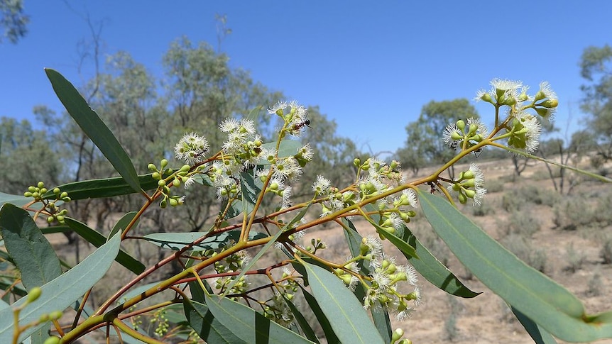 Black box eucalypt