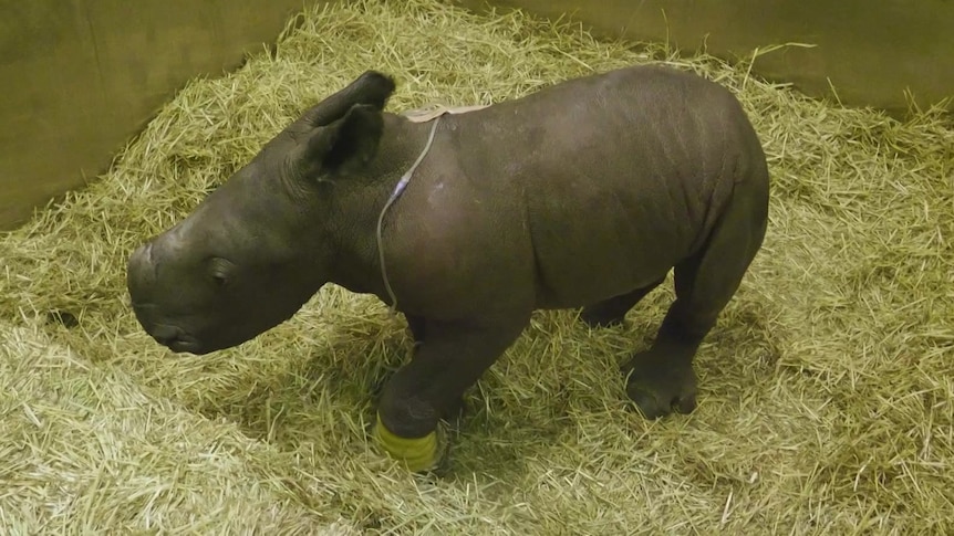 A baby rhino in a pen surrounded by hay.