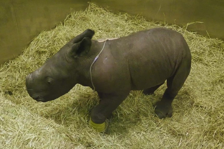 A baby rhino in a pen surrounded by hay.