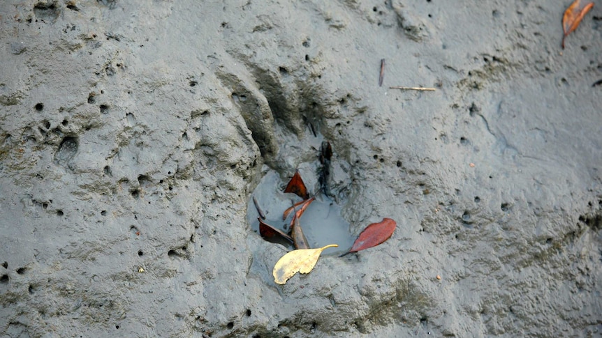 A paw mark of a tiger is seen in the Sundarbans Tiger Reserve south of Kolkata.