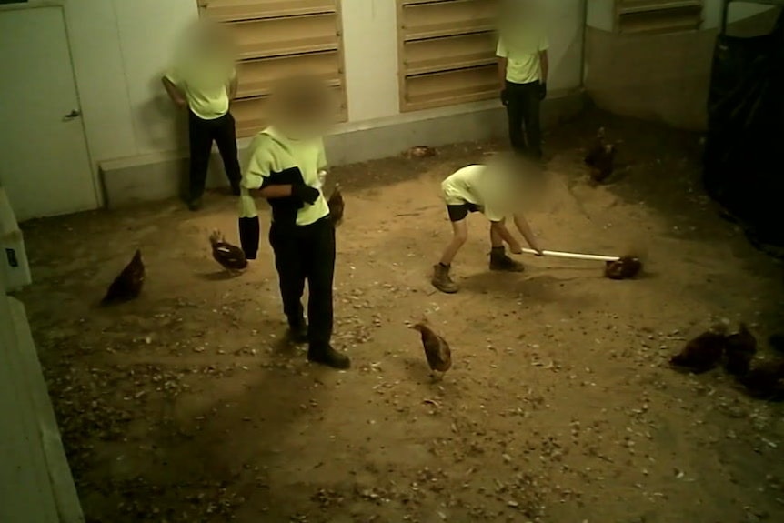 Men in t-shirts with blurred faces stand around as one of them hits a chicken with a white pole.