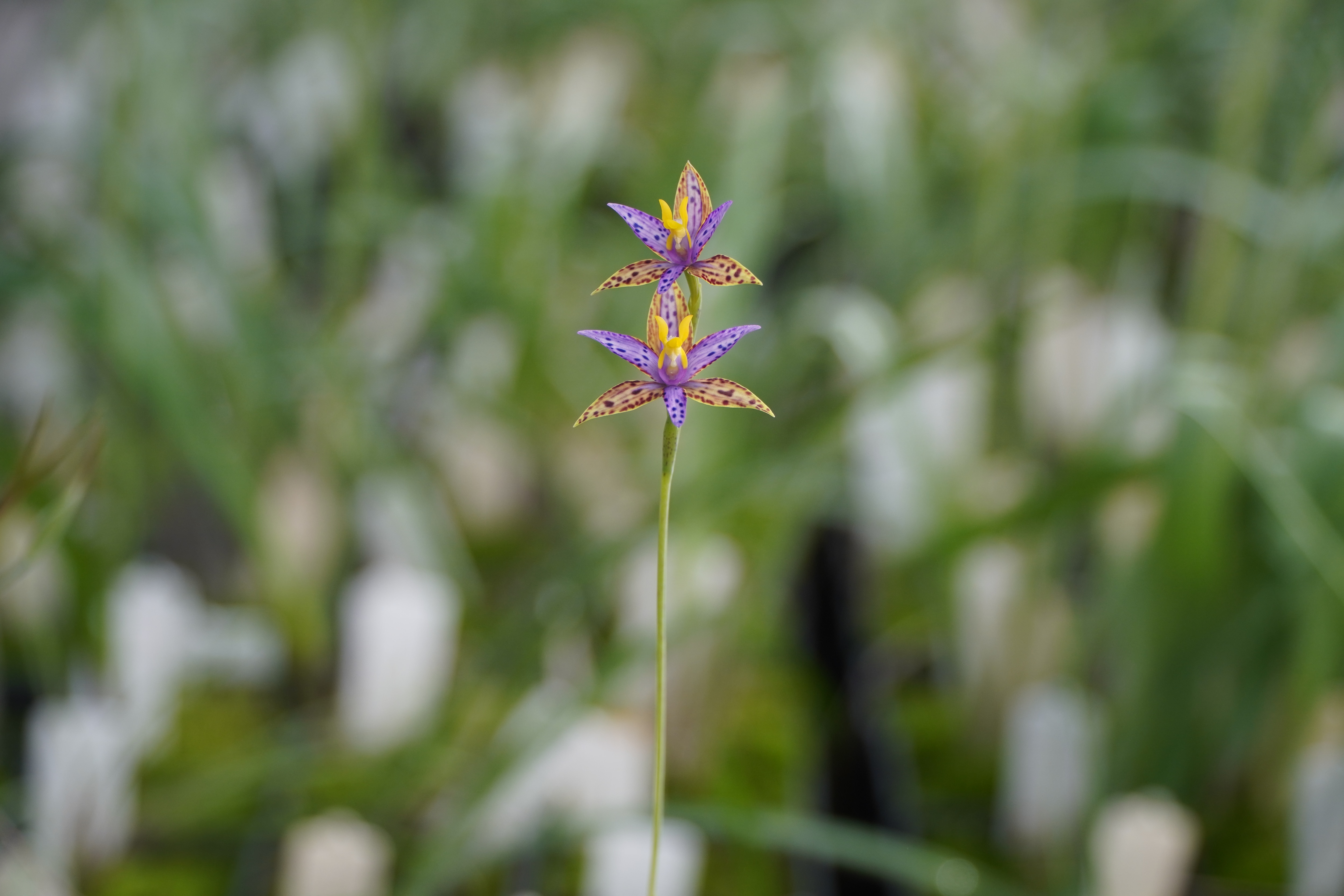 Cloning technique could save rare Queen of Sheba orchid from extinction