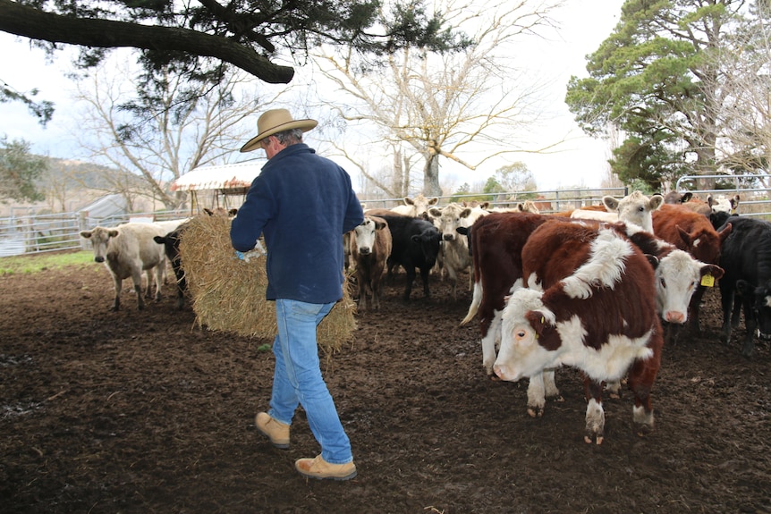 Martin walks among the cows with feed.